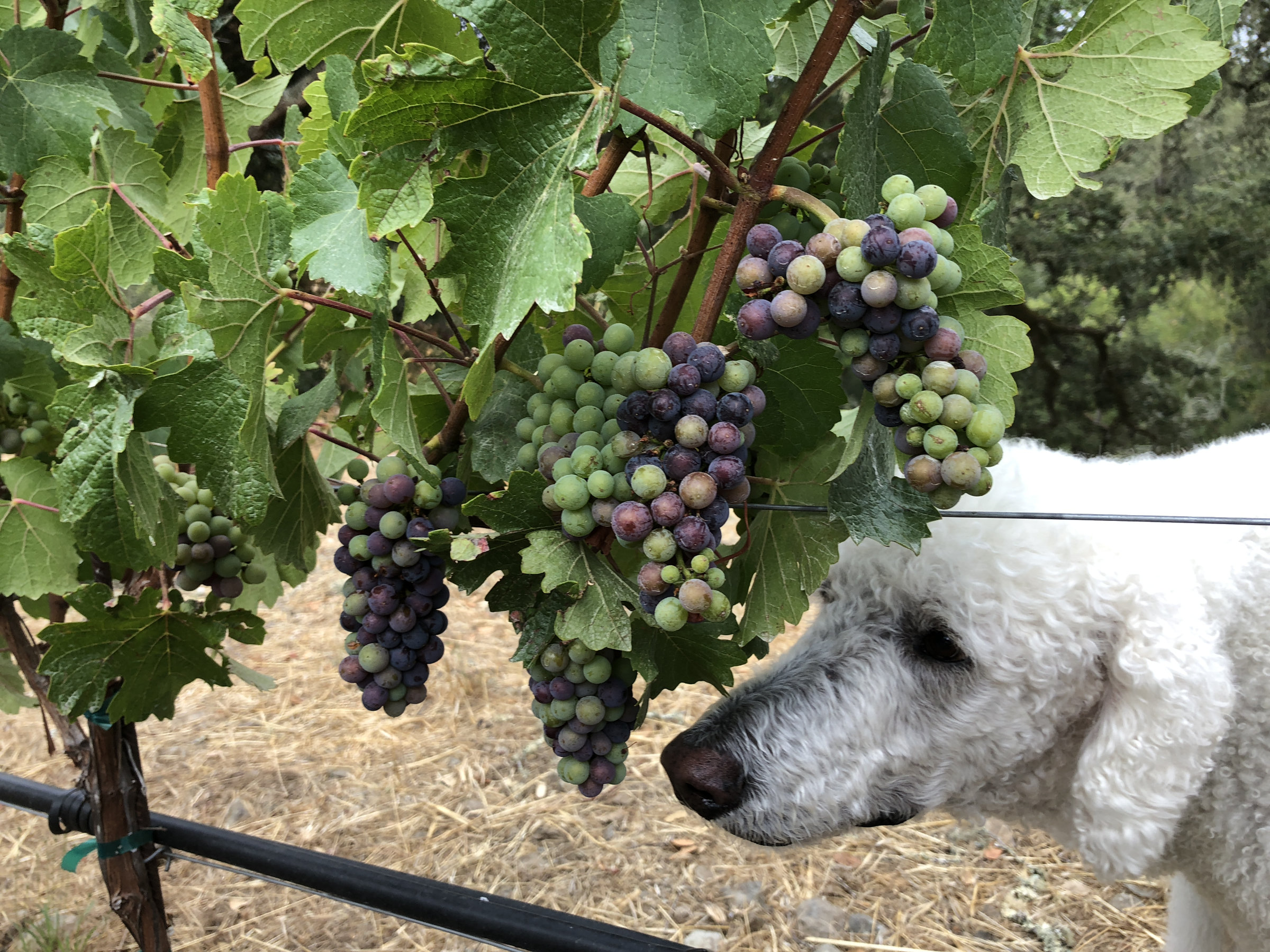 foxin vineyard foxin vineyard